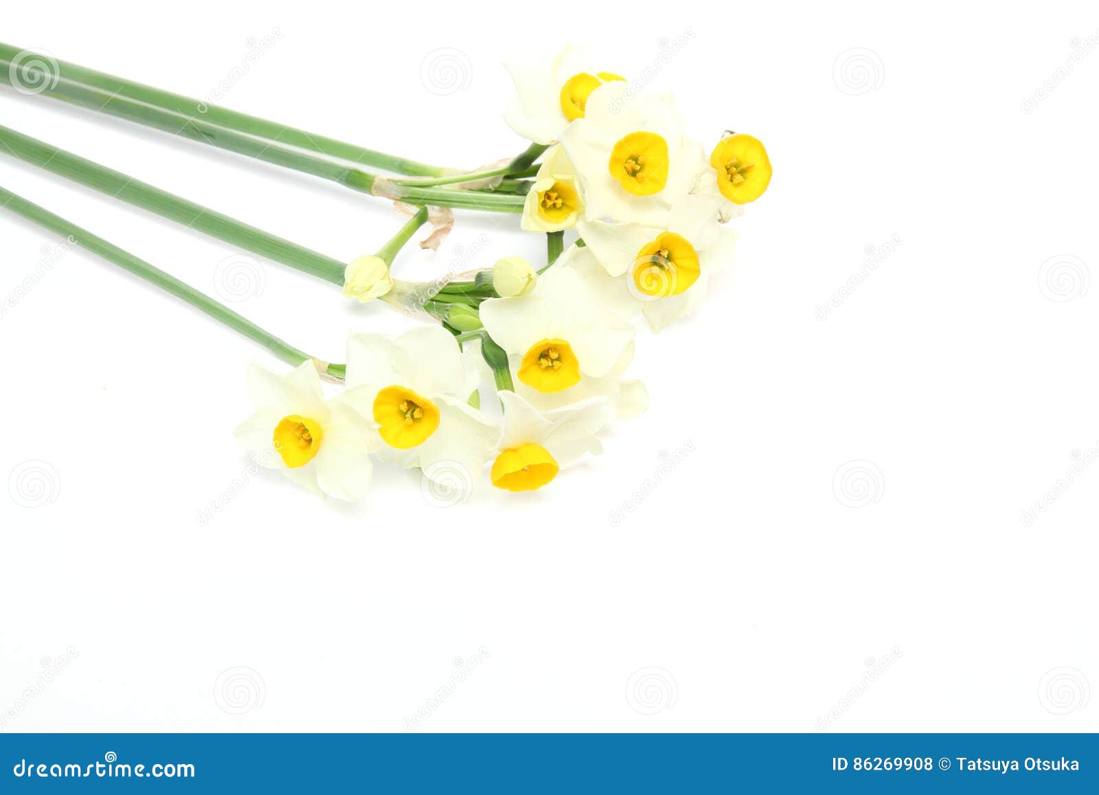 Japanese daffodil stock photo. Image of flower, spring 86269908