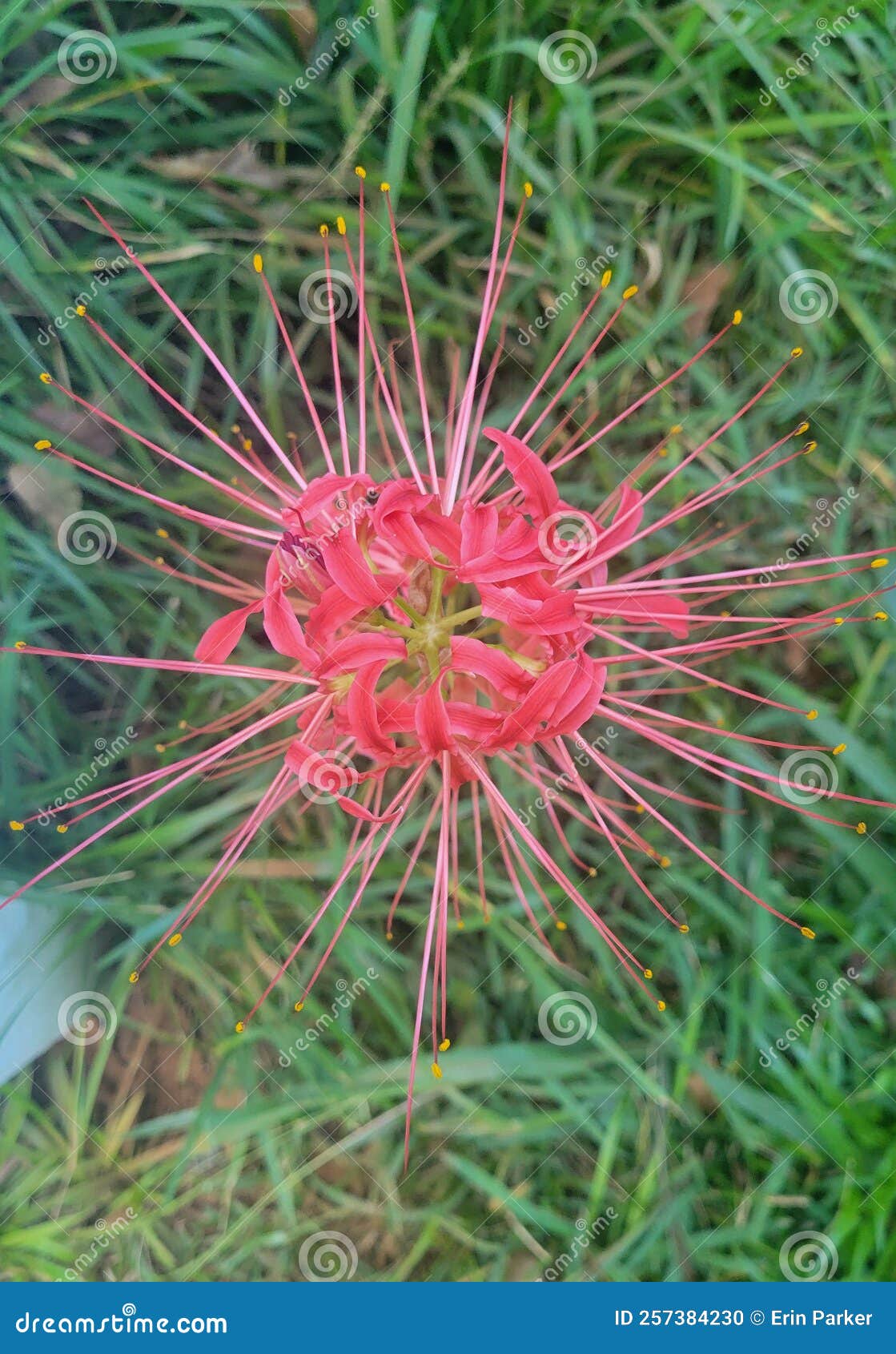 Japanese death lily stock photo. Image of nature, flower 257384230