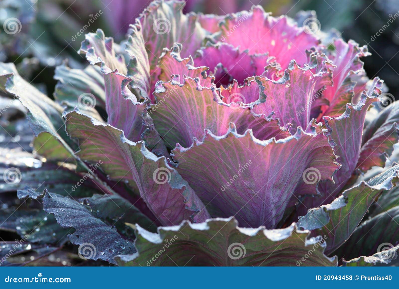 Japanese Decorative Cabbage Stock Photo Image of violet, decorative