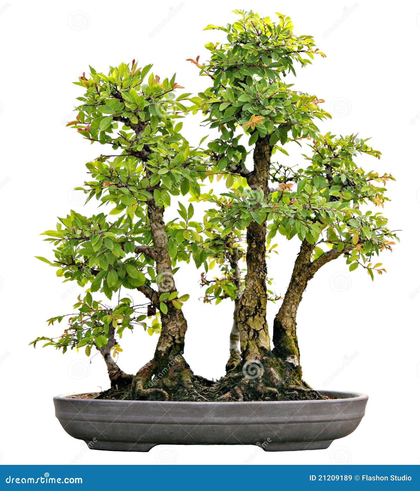 Japanese Evergreen Bonsai on Display Isolated Stock Image Image of