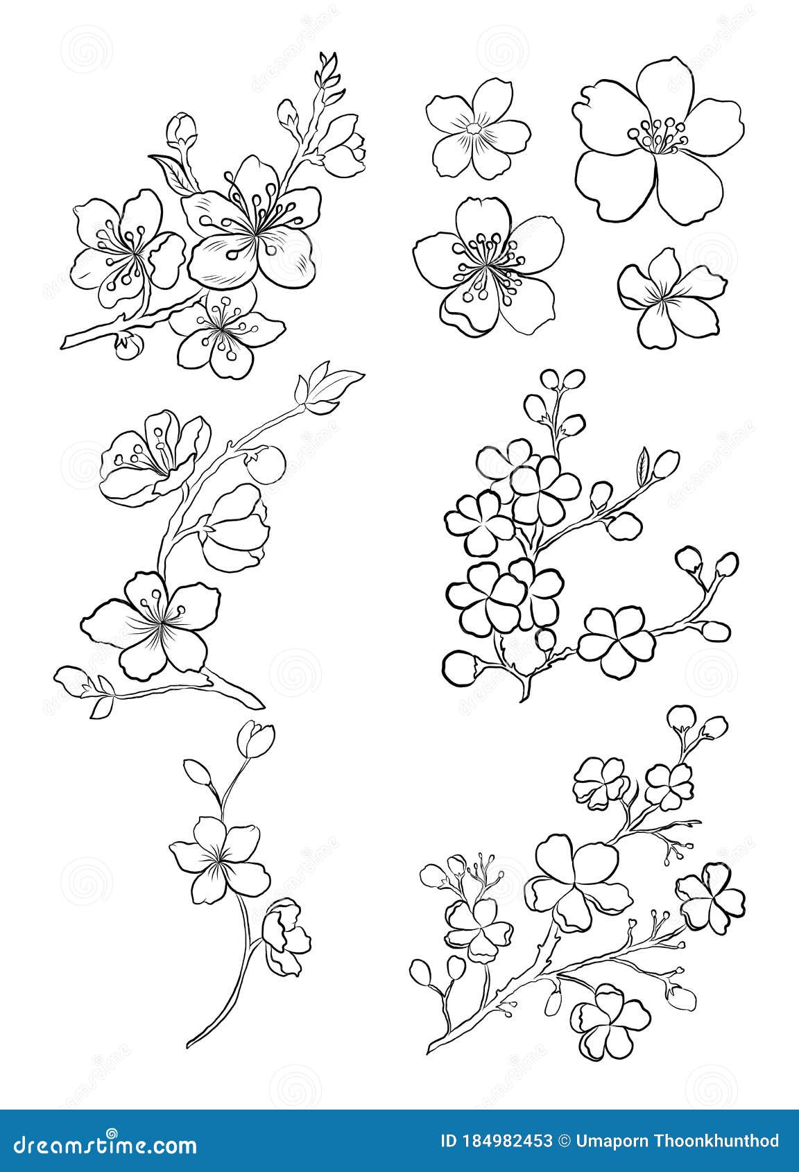 Sakura Vector Illustration for Tattoo Style.Cherry Blossom Vector. Stock Vector - Illustration of apricot, botany: 184982453