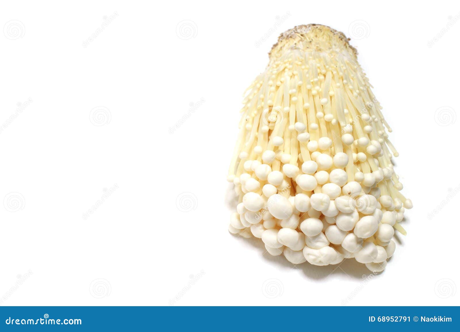 Japanese Fresh Enoki Mushroom In White Stock Image Image of fungus