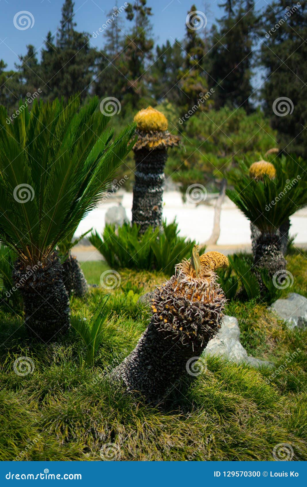 Sago Palm In Japanese Garden Stock Photo Image Of Lake Meadow