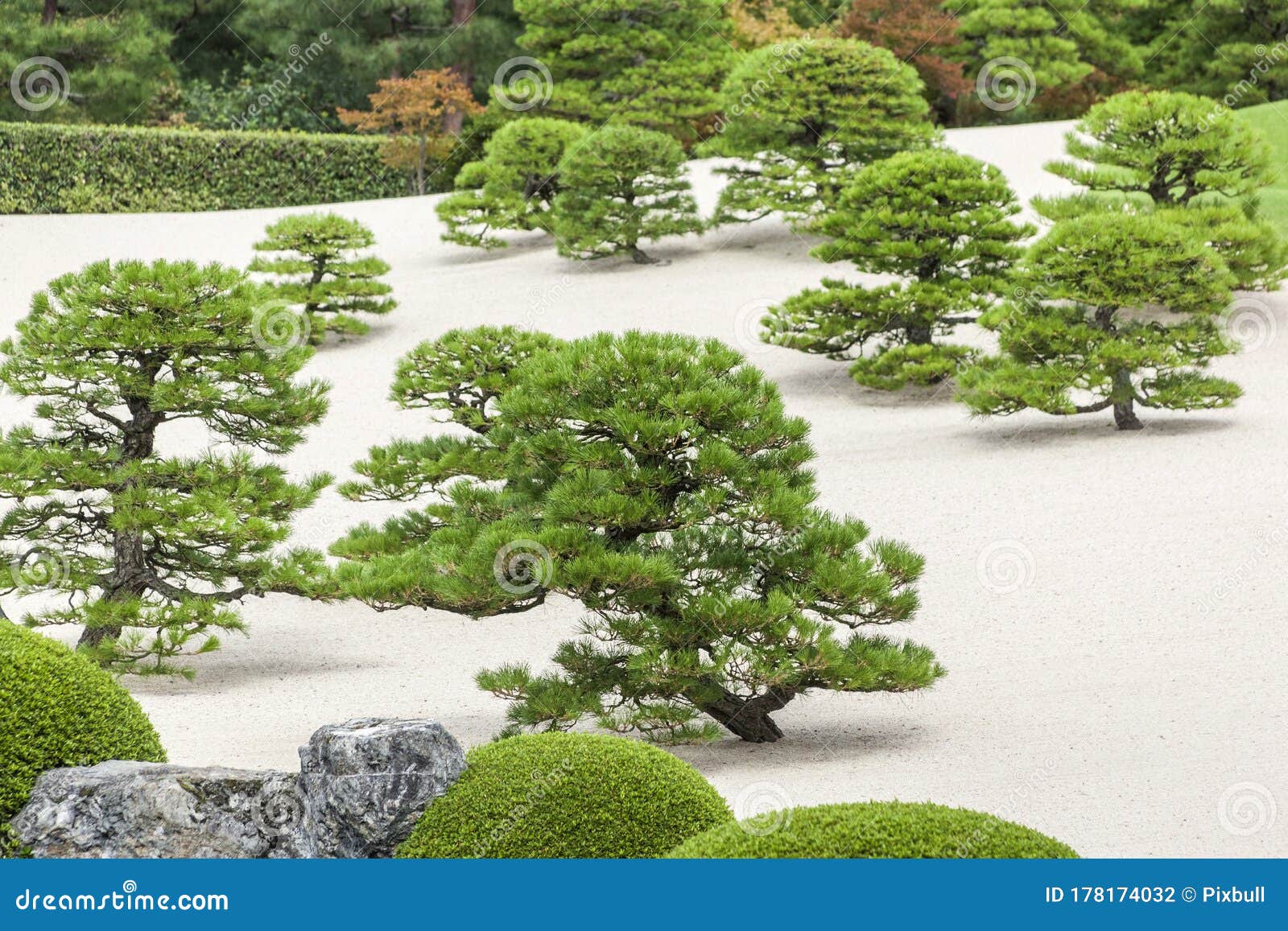 Japanese Garden Adachi Coniferous Trees Stock Photo - Image Of Beautiful Nature 178174032