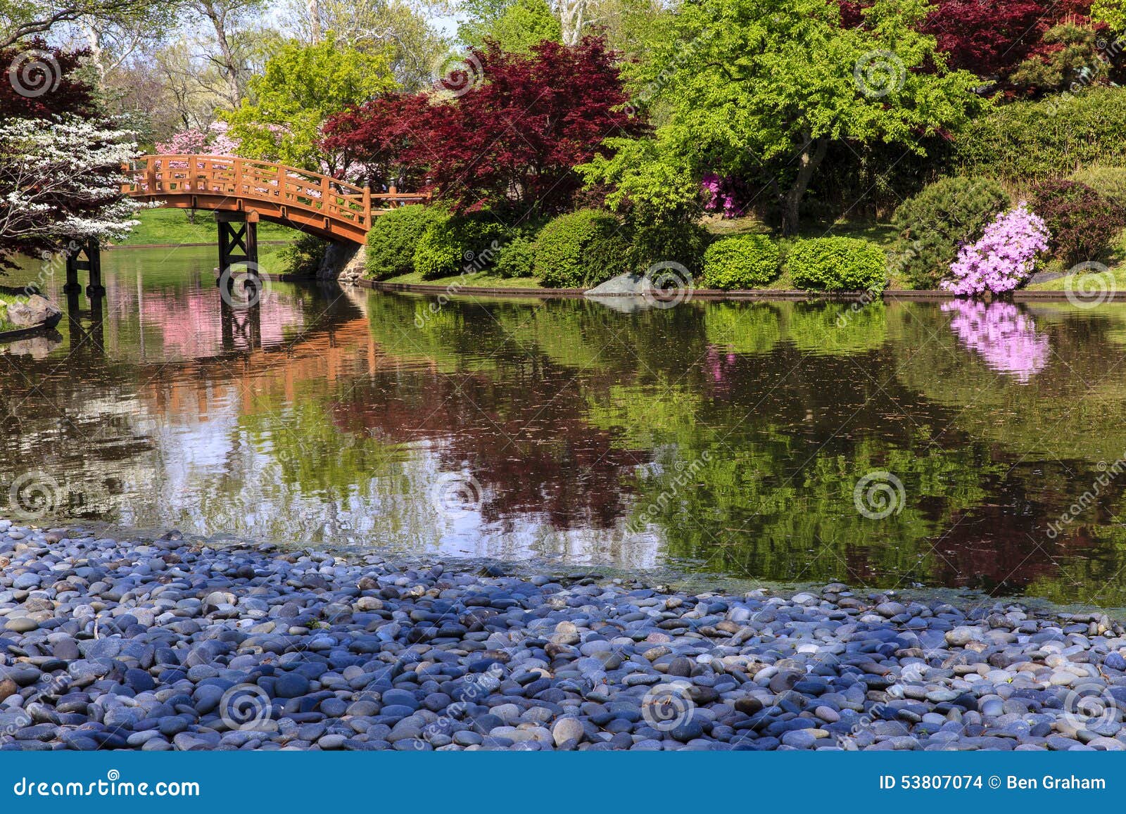 Japanese Garden With Bridge Stock Photo Image Of Botanical