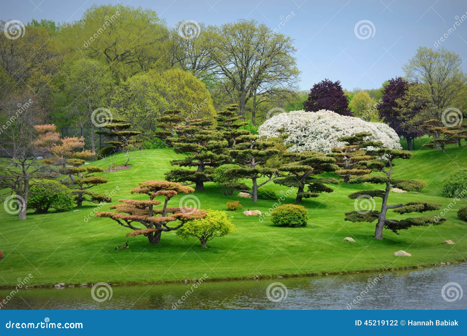 Japanese Garden Stock Photo Image Of Bloosom Grass 45219122