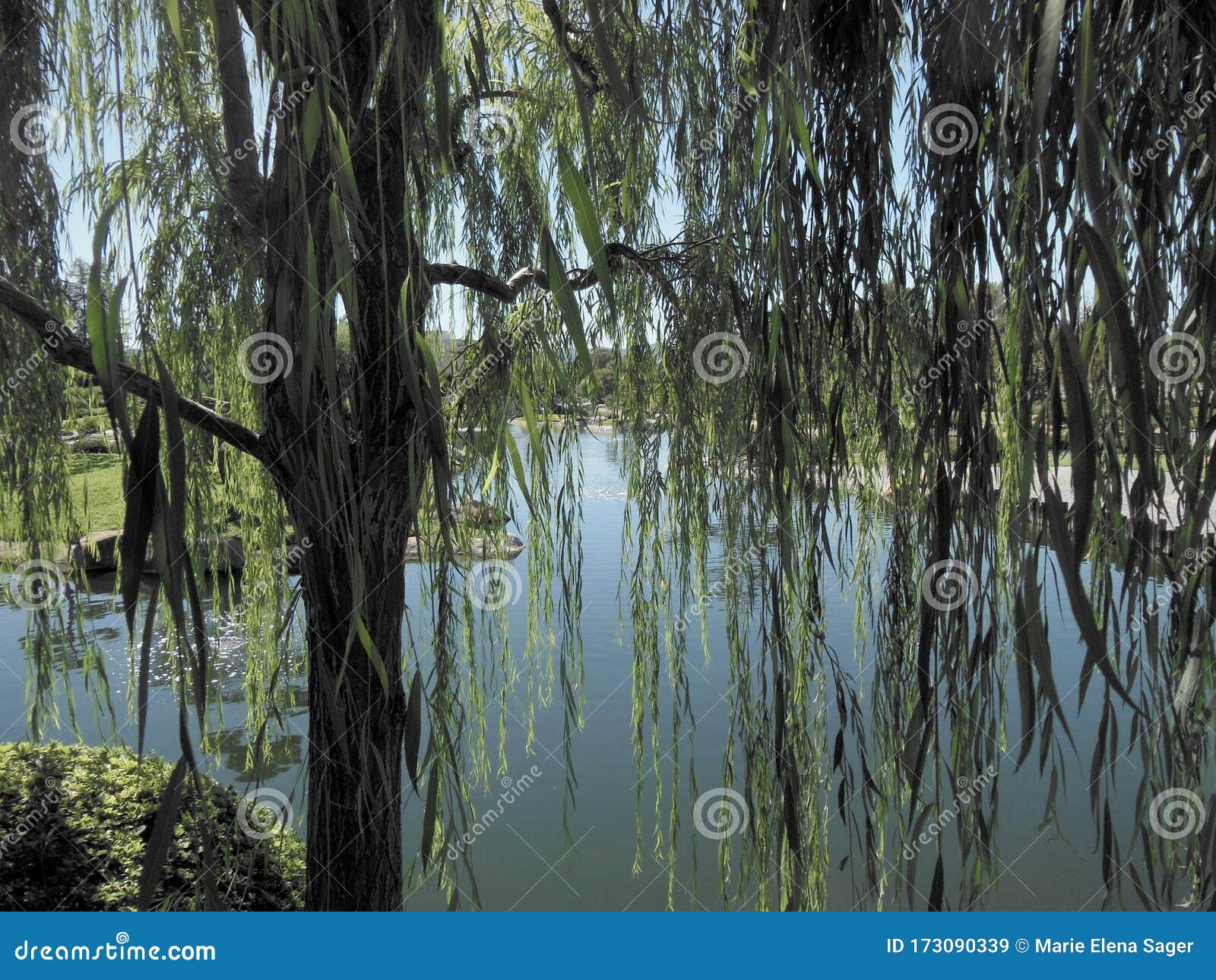 Weeping Willow Tree In Japan Background, Cherry Blossoms Weeping Cherry  Tree, Hd Photography Photo, Water Background Image And Wallpaper for Free  Download