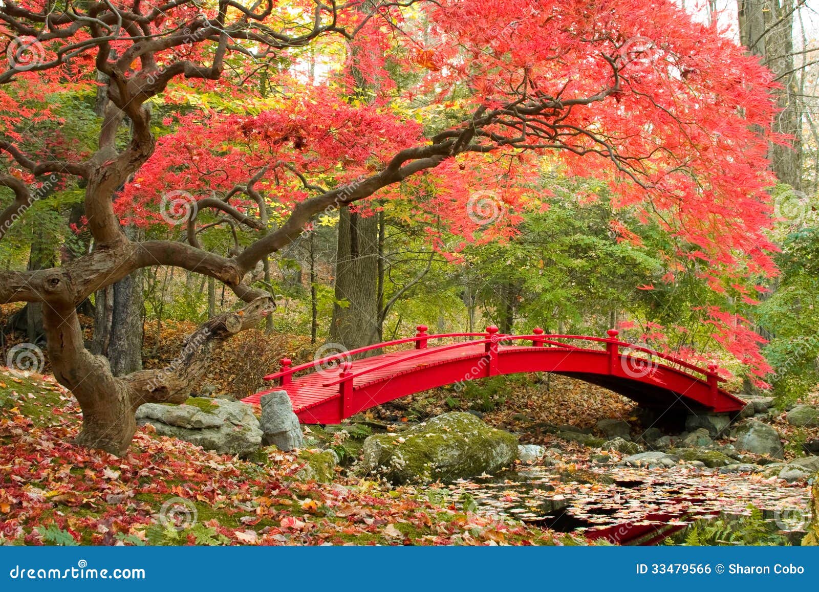 japanese garden and red bridge