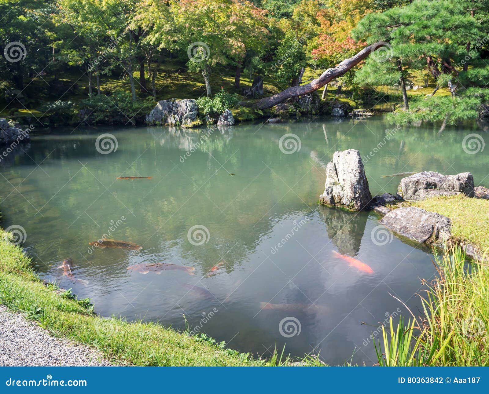 japanese garden at tenryuji temple