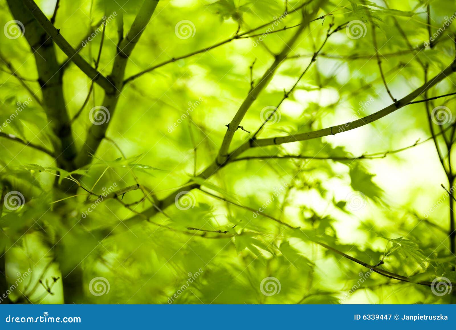 Japanese Green Maple Leaves Stock Image - Image of construction ...