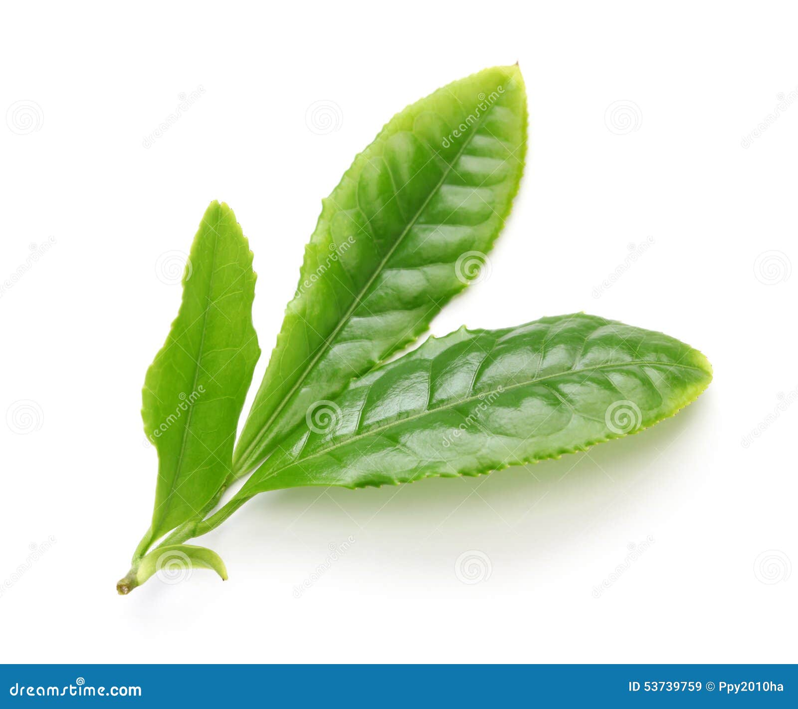 Japanese Green Tea First Flush Leaves Stock Image Image of natural, green 53739759