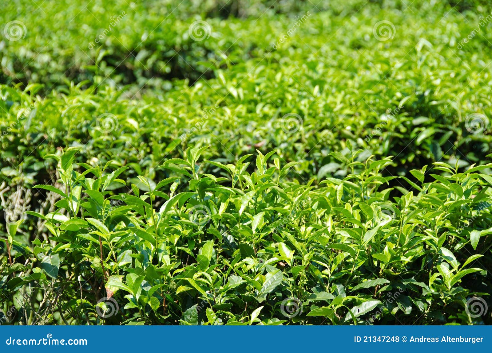 Japanese green tea plant stock photo. Image of tree, japanese 21347248