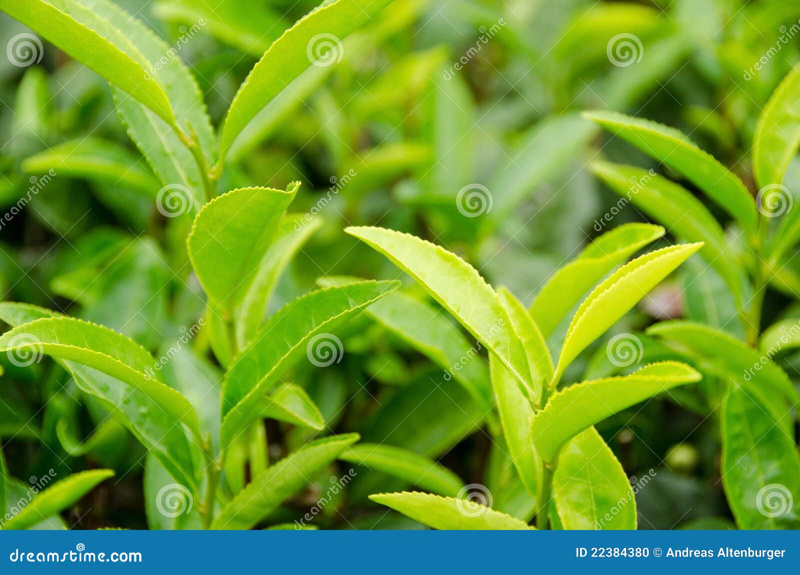 Japanese green tea plant stock photo. Image of field 22384380