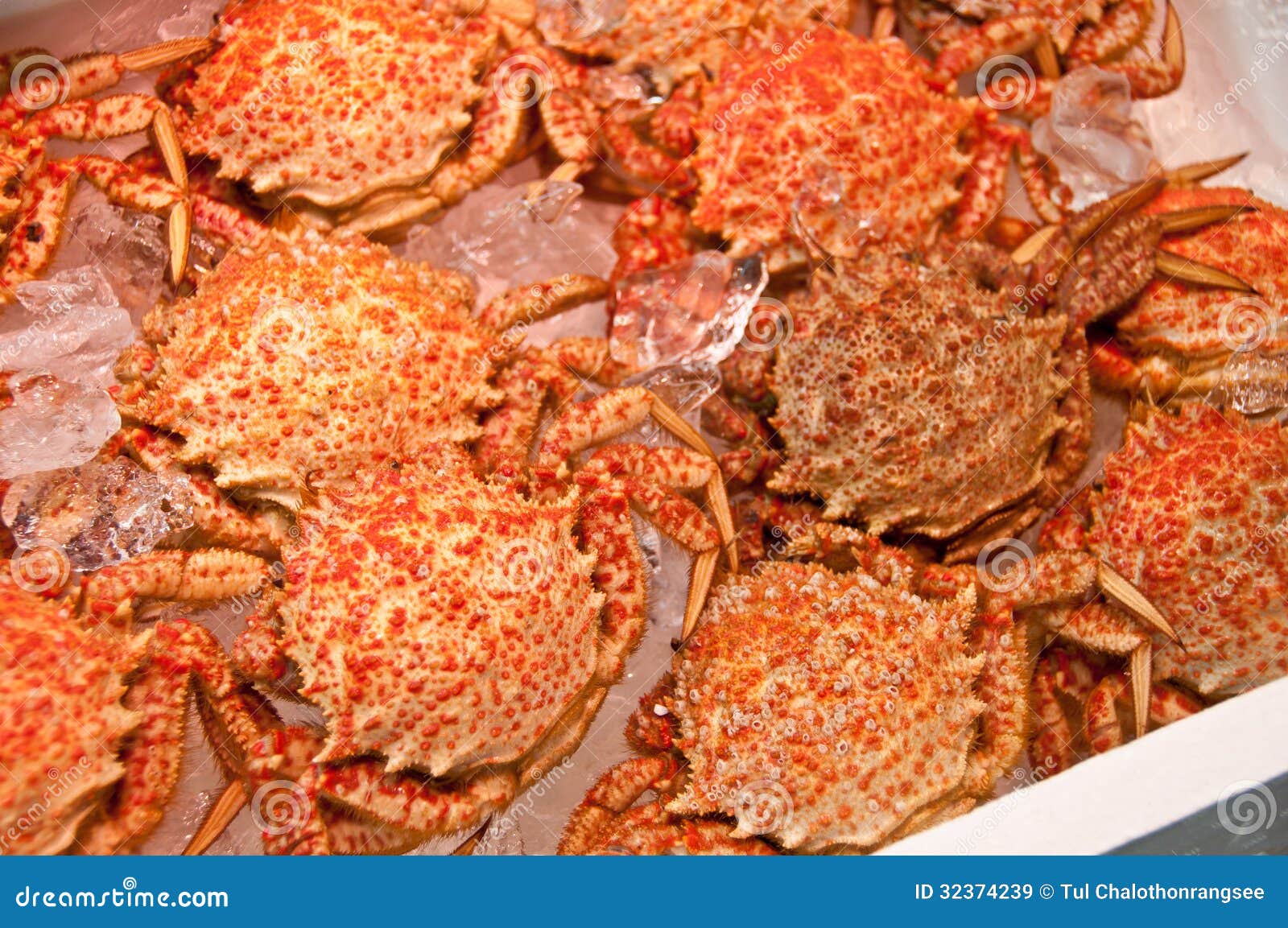 Japanese hairy crabs stock image. Image of fish, marine 32374239