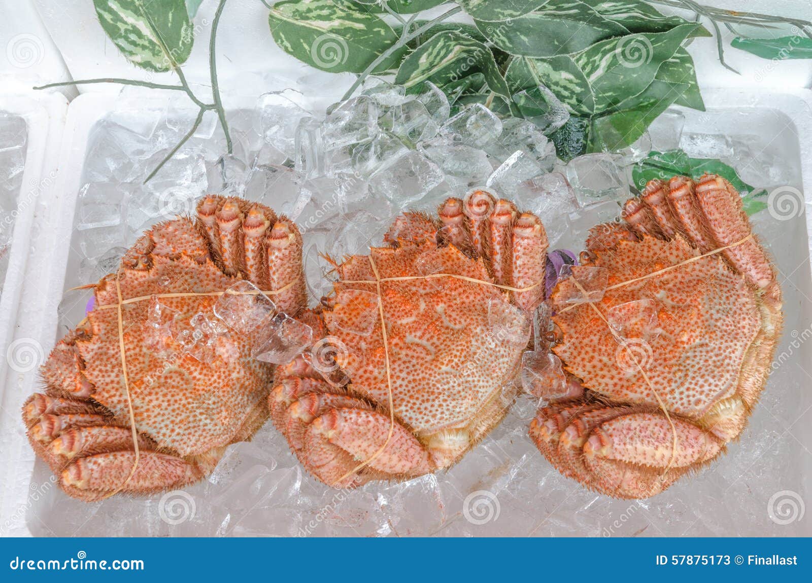Japanese Hairy Crabs (Taraba) Stock Image Image of health, food 57875173