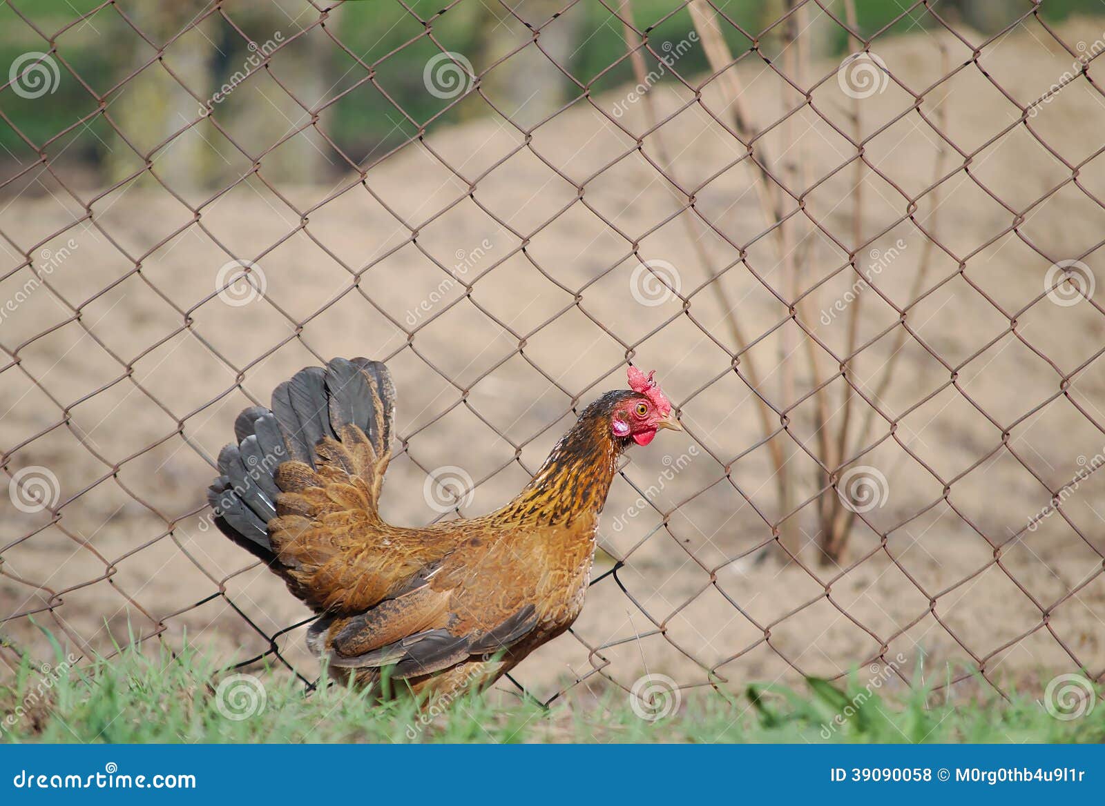 Japanese Hen in Front of Metal Net Fence Stock Photo Image of