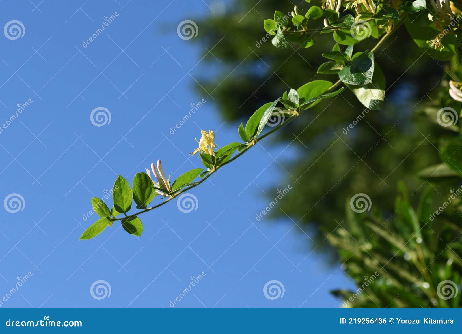 Japanese Honeysuckle Flowers. Stock Photo Image of lonicera, petal