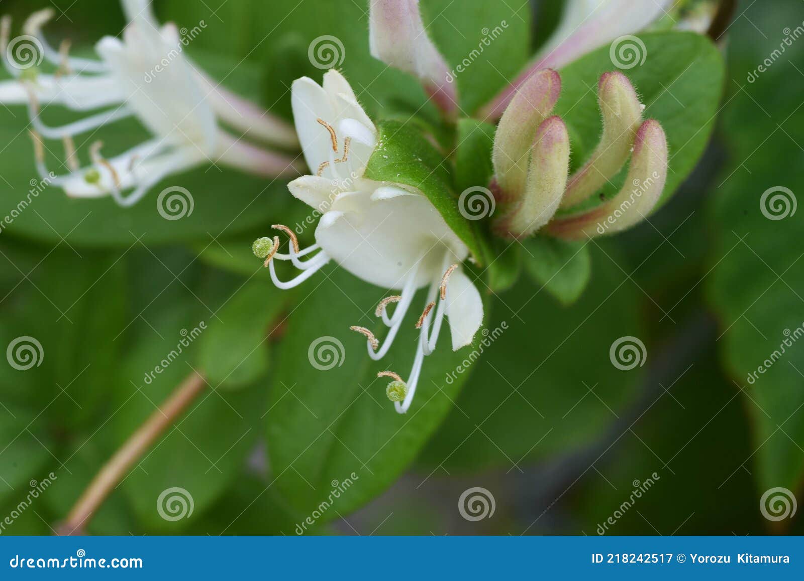 Japanese Honeysuckle Flowers. Stock Image Image of fragrant, fresh
