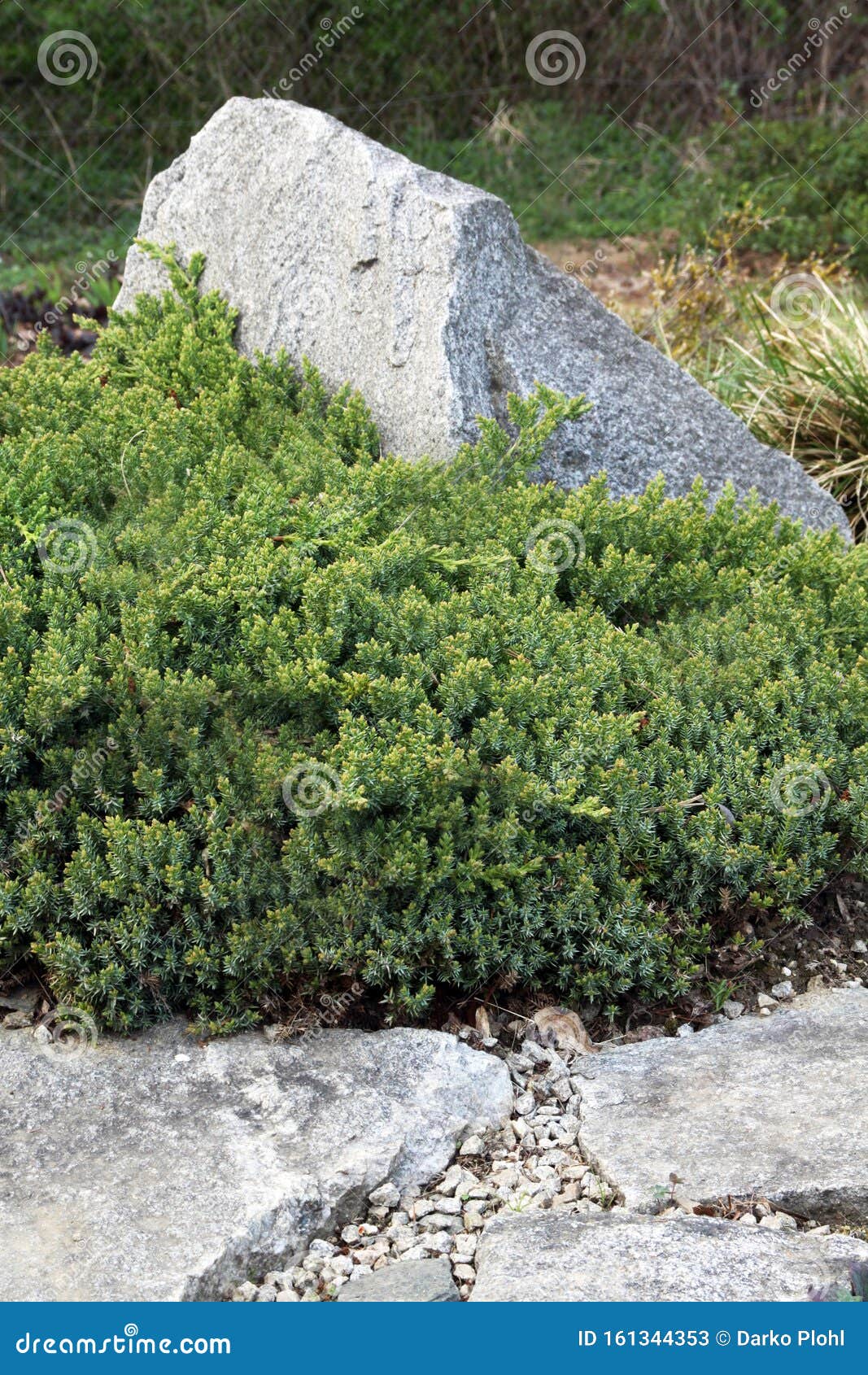 japanese juniper, juniperus procumbens