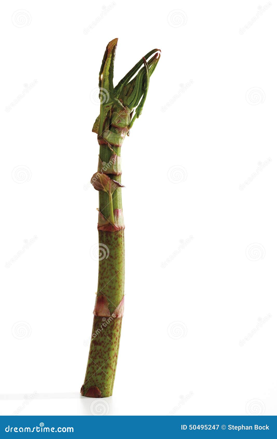 Japanese Knotweed, (Fallopia Japonica), Closeup Stock Image Image of