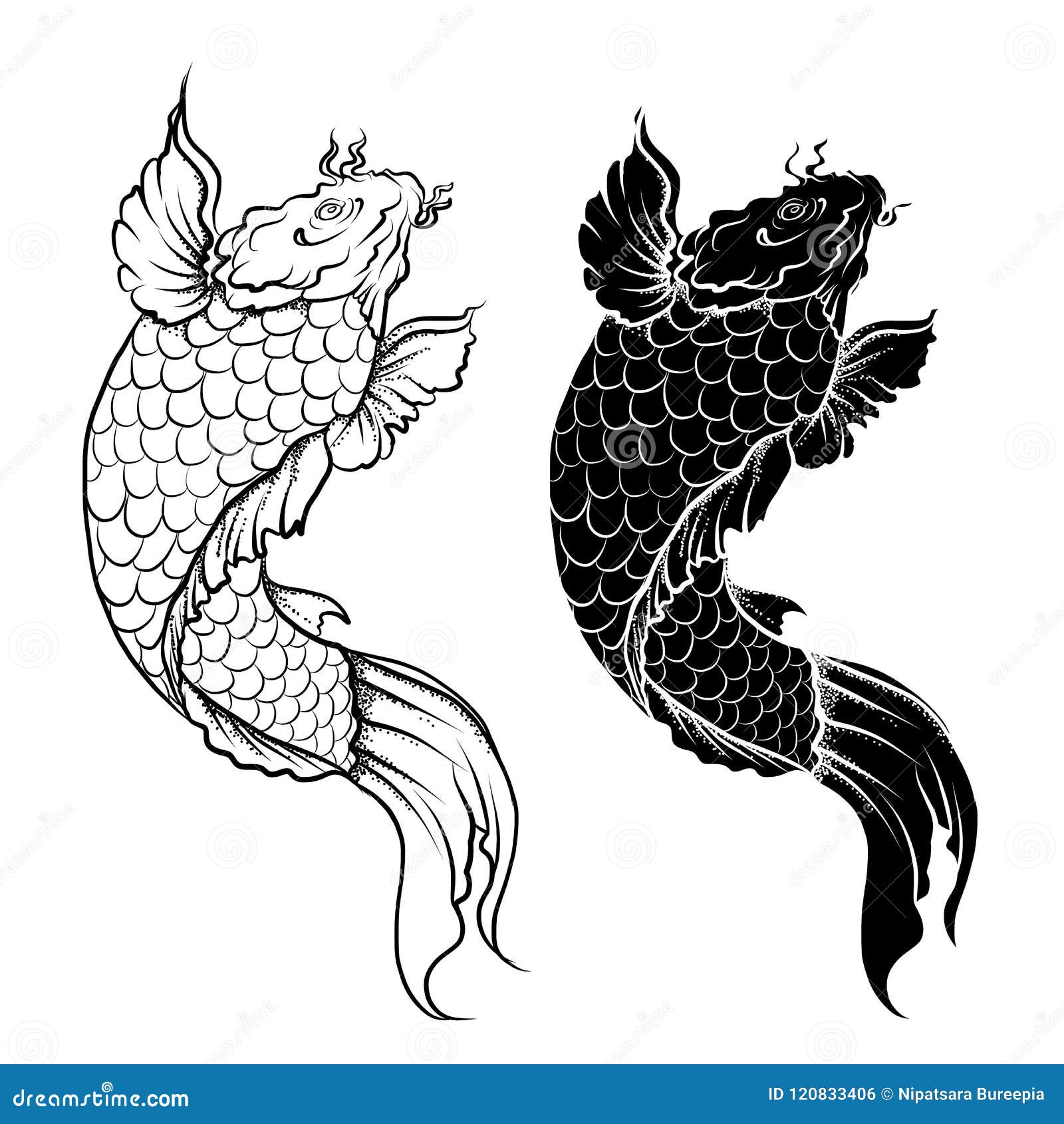 Download Japanese Koi Carp Fish Isolate On White Background ...