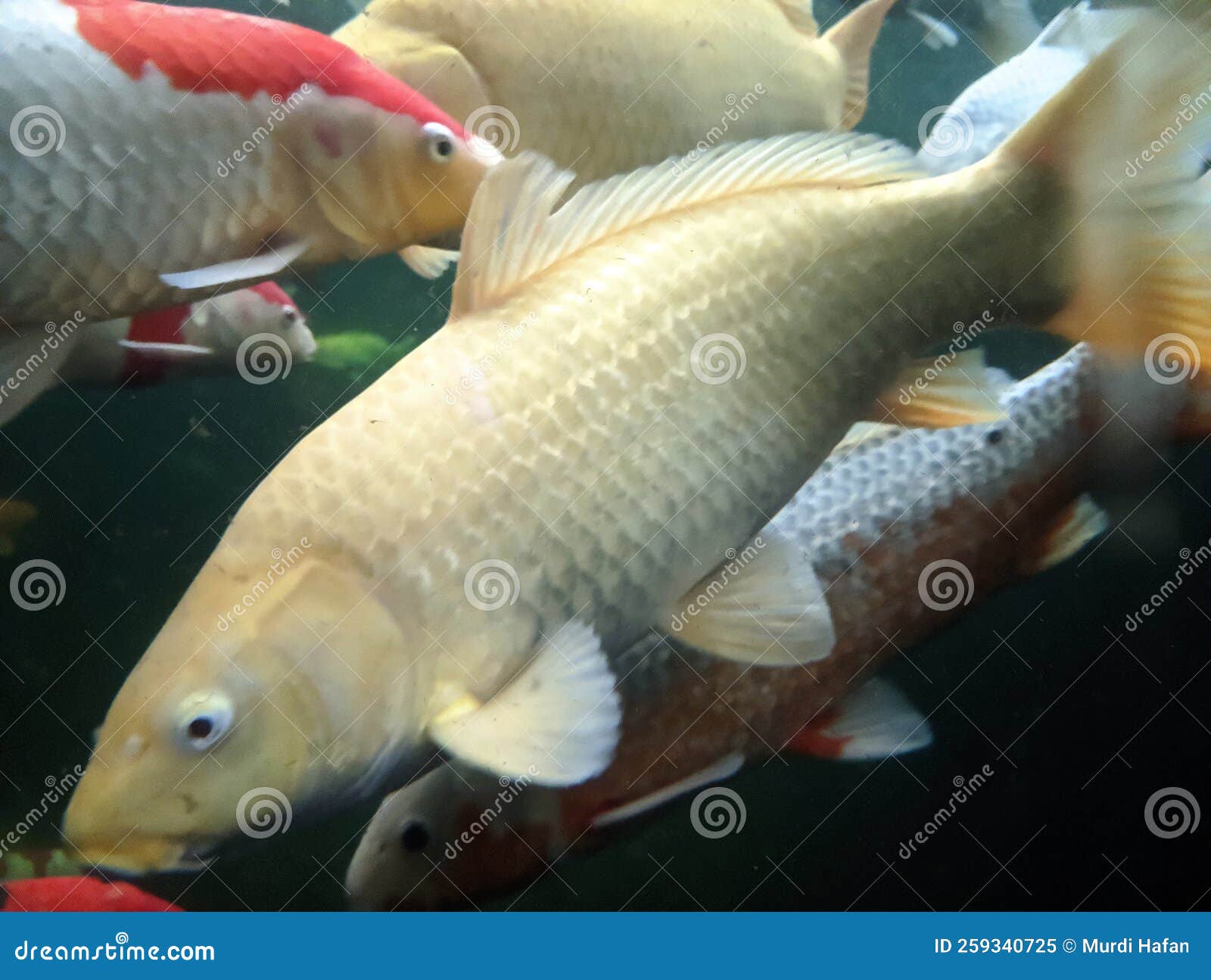 Japanese Koi Fish Swimming in Aquarium Fish Pond. Popular Pets for  Relaxation and Feng Shui Meaning. Popular Pets among People Stock Image -  Image of feng, shui: 259340725