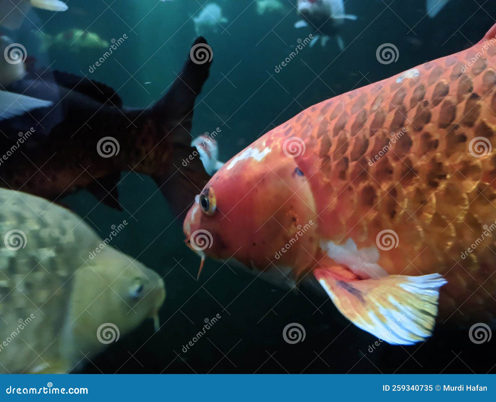 Japanese Koi Fish Swimming in Aquarium Fish Pond. Popular Pets for