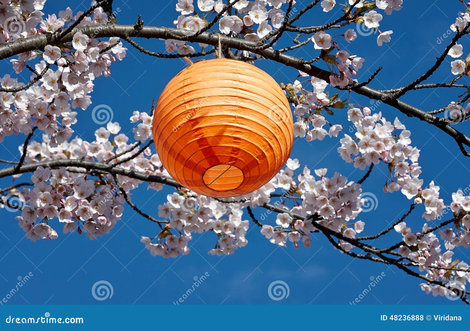 Japanese Lantern in the Cherry Tree Stock Photo Image of