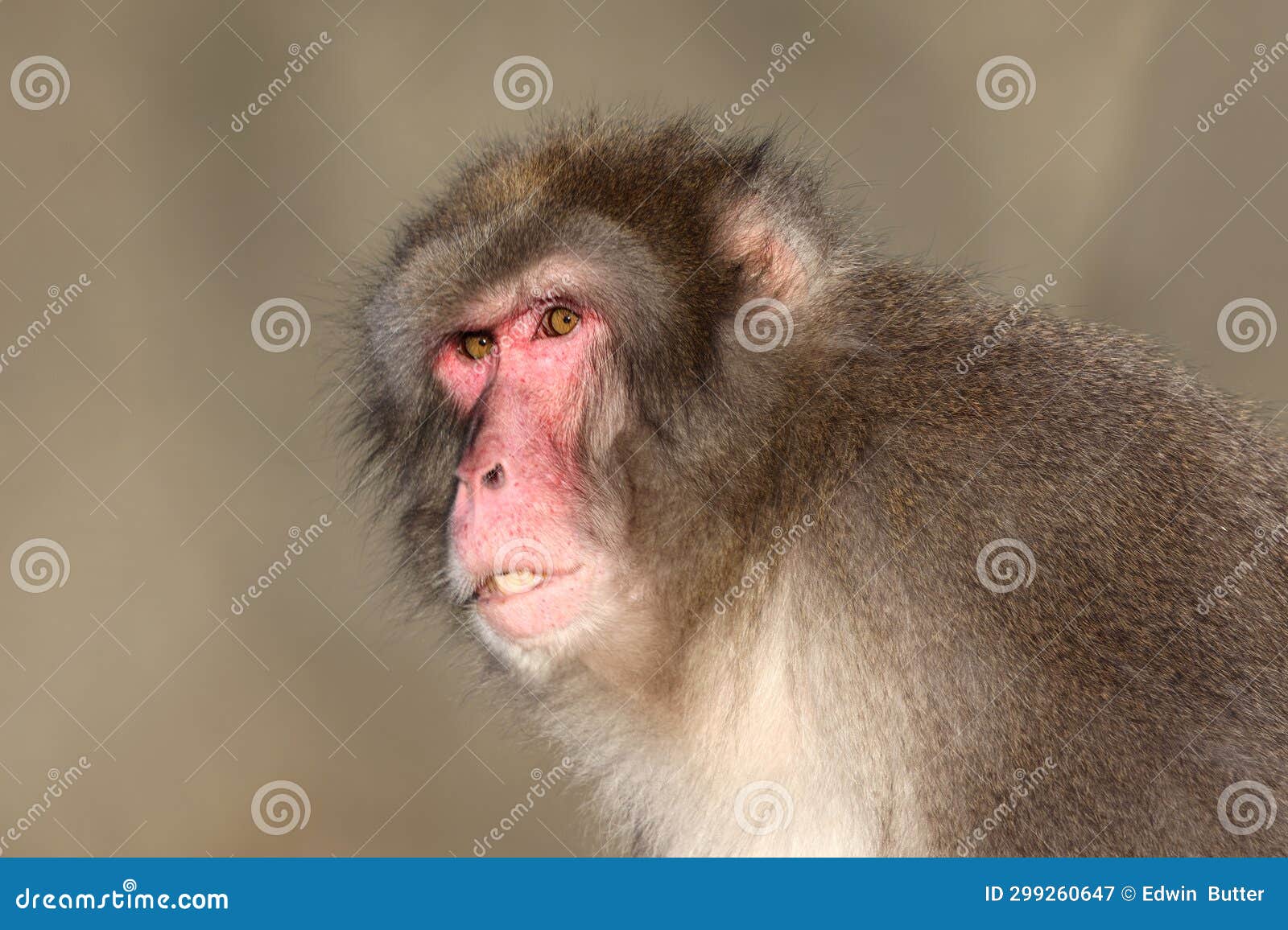 19,594 Fotos de Stock de Macaco Branco Da Cara - Fotos de Stock Gratuitas e  Sem Fidelização a partir da Dreamstime