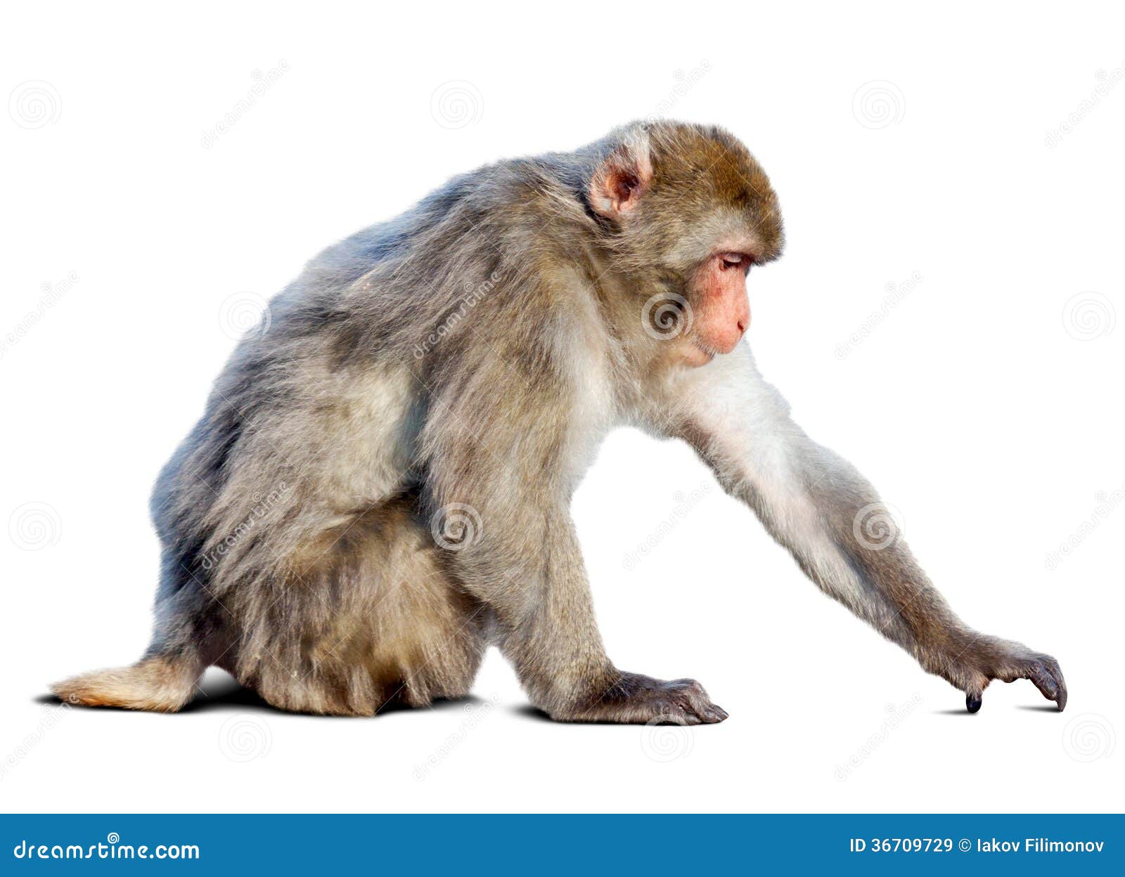 Japanese Macaque (Macaca Fuscata) Over White Stock Image - Image of monkey,  background: 36709729