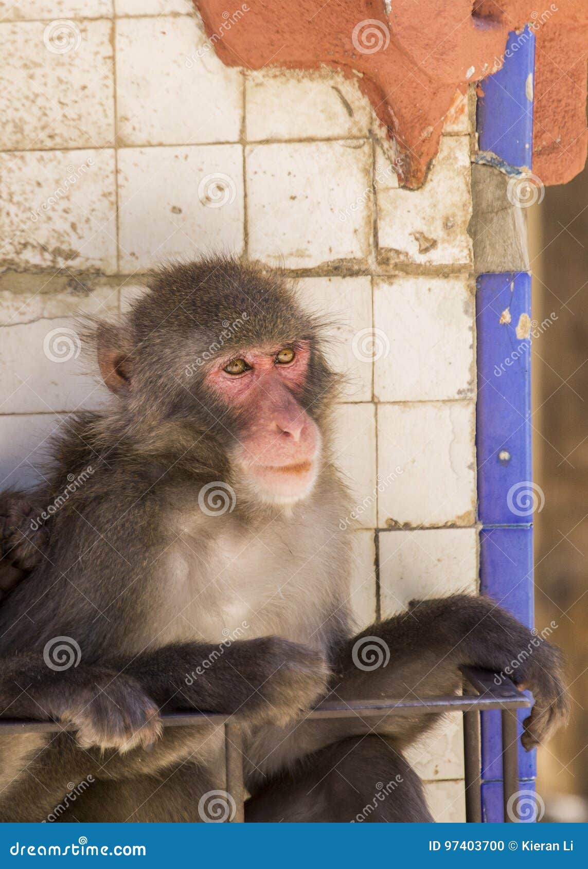 japanese macaque macaca fuscata