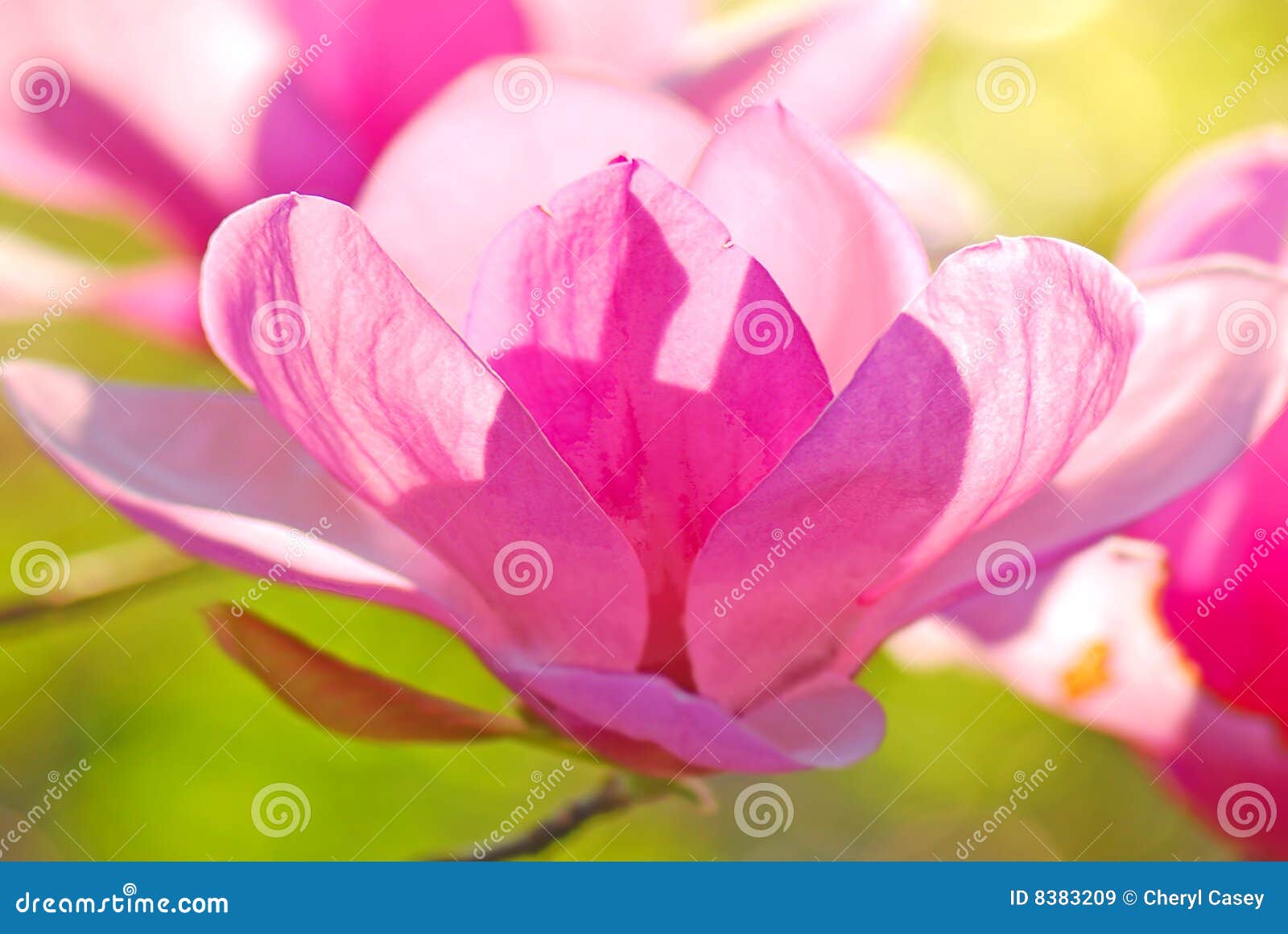 Japanese magnolia stock image. Image of landscaping, purple - 8383209