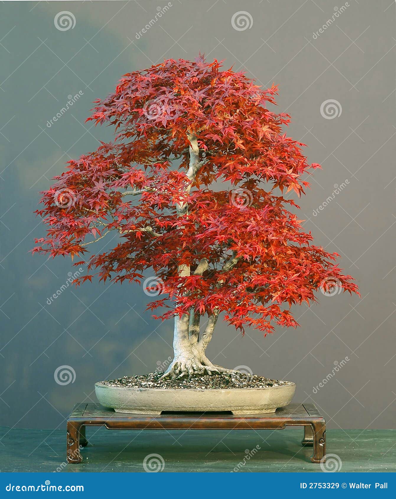 Japanese Maple Bonsai Picture. Image 2753329