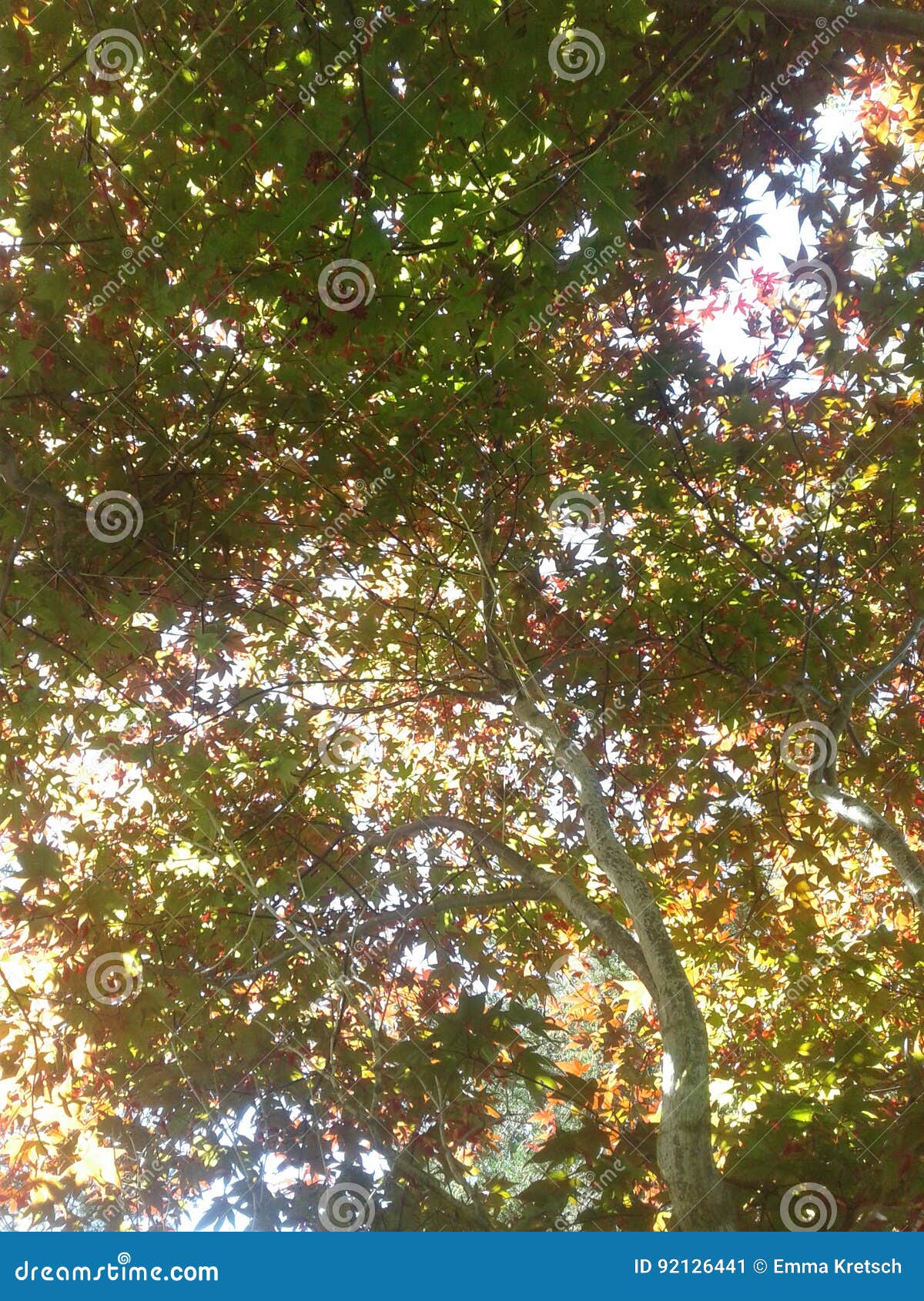 Japanese Maple stock image. Image of japanese, spring 92126441