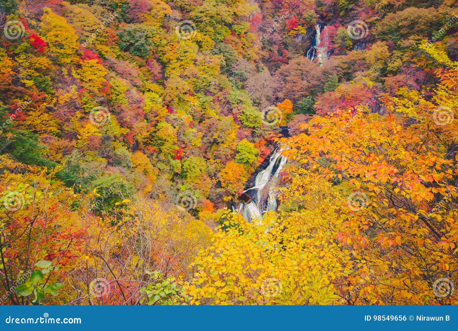 japanese maple leaf on branch autumn at nikko