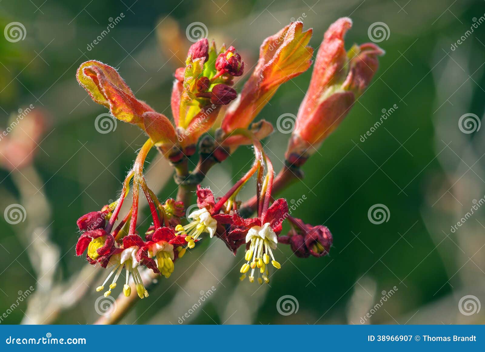 Japanese Maple Tree Flowers in Spring. Clusters of tiny red flowers with long white stamens hang from branches of Acer palmatum in early spring with opening red-coloured leaf buds isolated against a blurred green nature background.