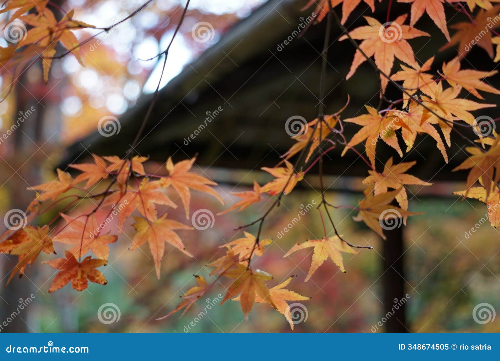 japanese maple tree in red the best part of fall is undoubtedly the fall foliage,