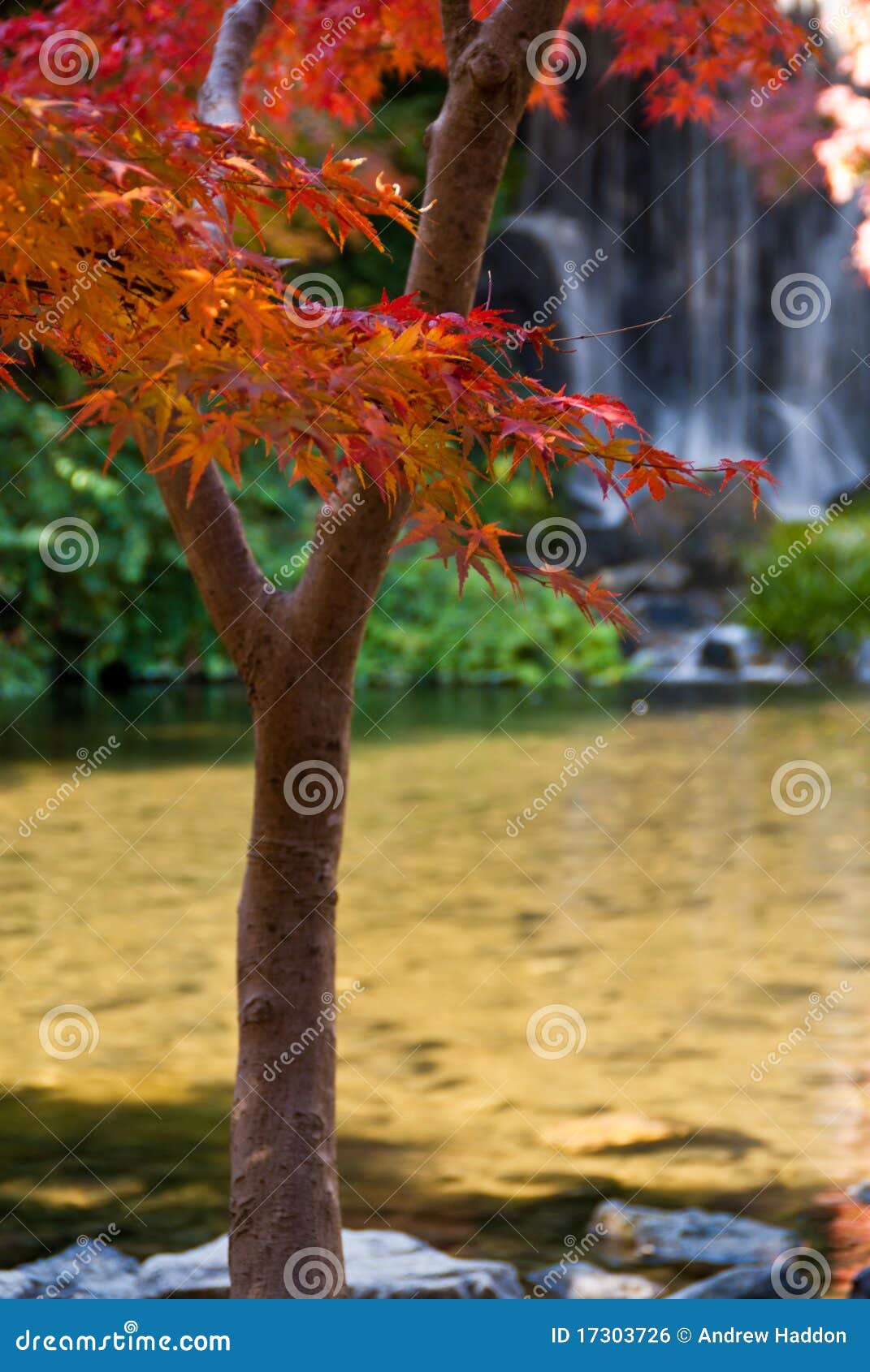 waterfall japanese maple winter waterfall japanese maple winter