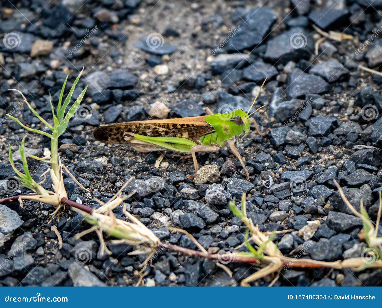japanese migratory locust on a paved path 5