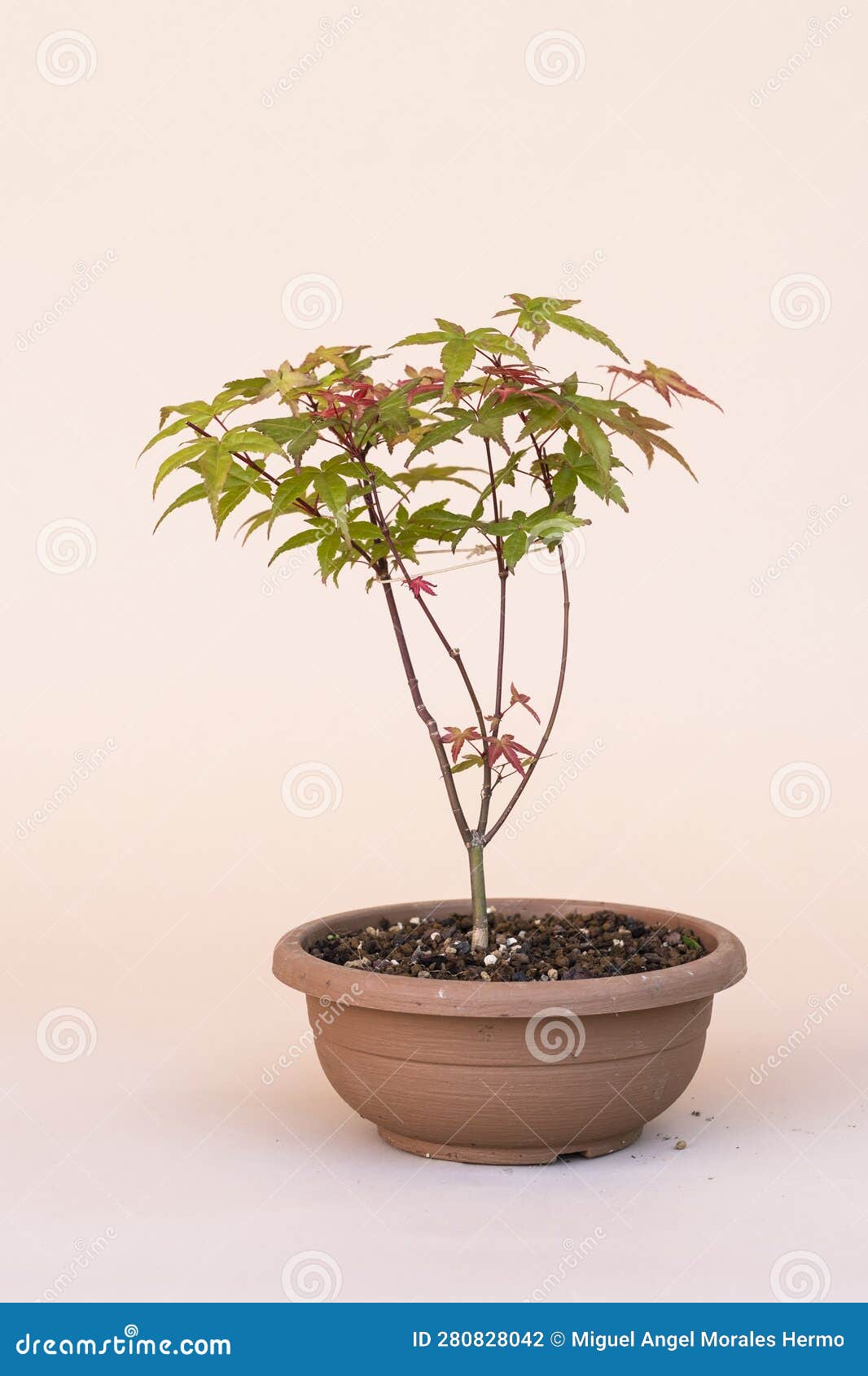 japanese miniature palmate maple.