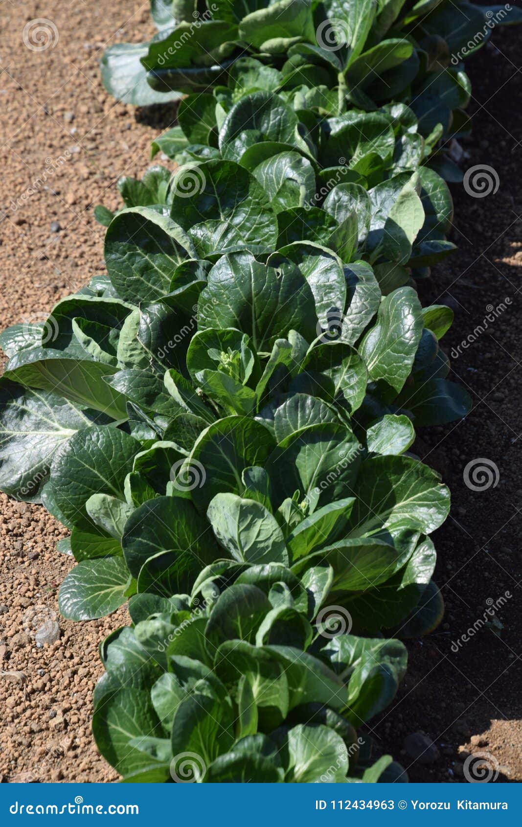 Japanese mustard spinach stock image. Image of organic 112434963