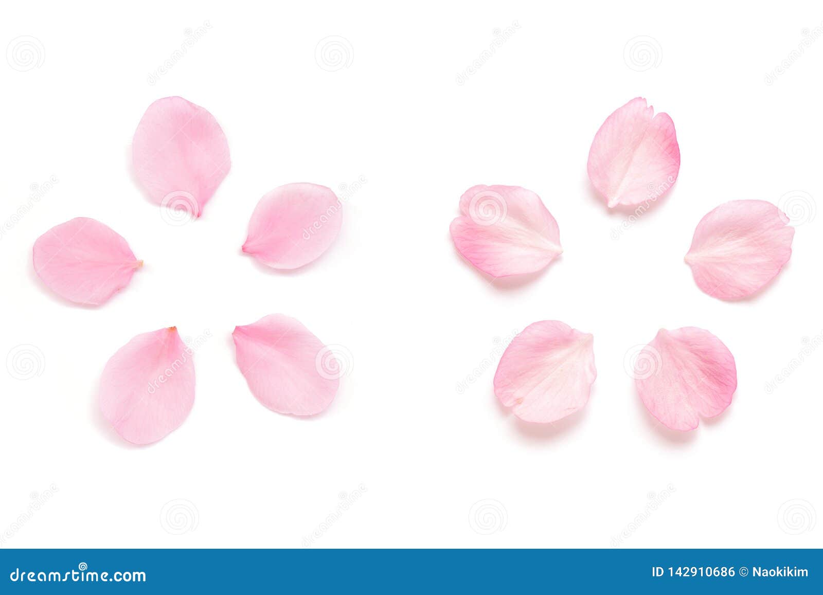 japanese pink cherry blossom petal  on white background