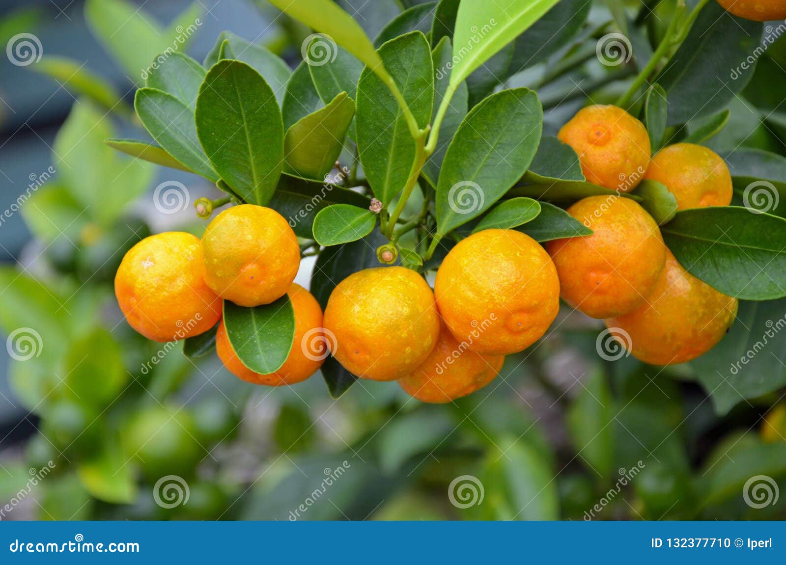 cutie orange trees cutie orange trees