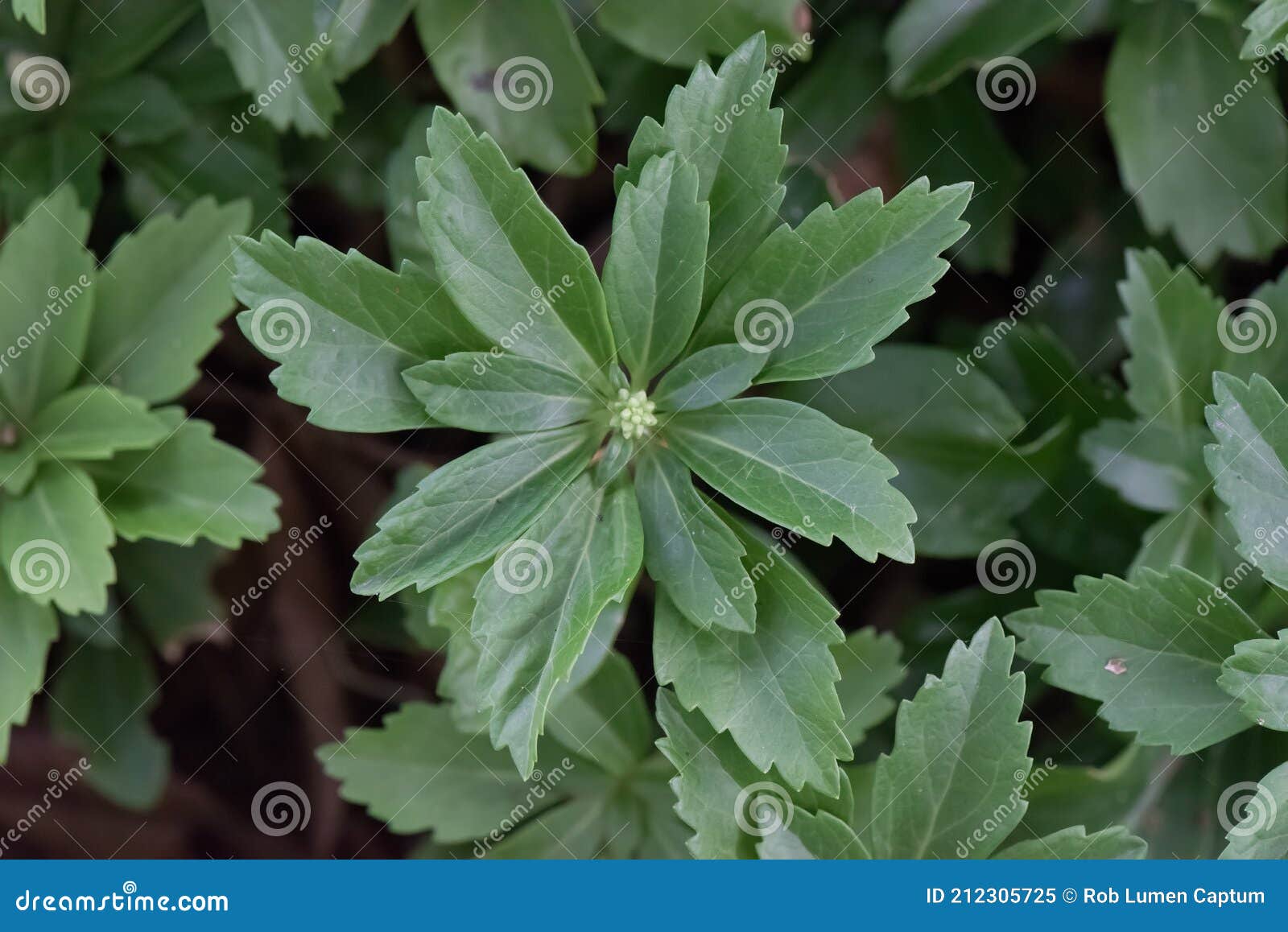 Japanese Pachysandra Terminalis Leaf Wreath Stock Image Image Of Spreading Leaf