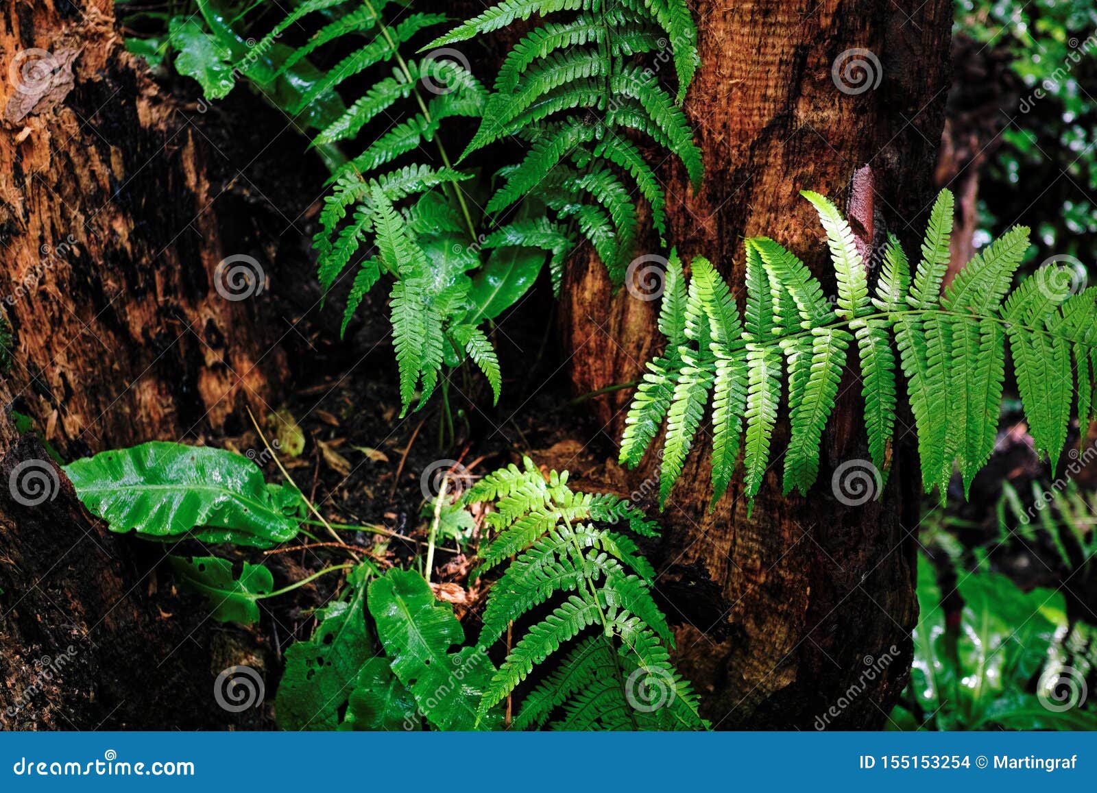 japanese painted fern at growth at tree trunk in summer