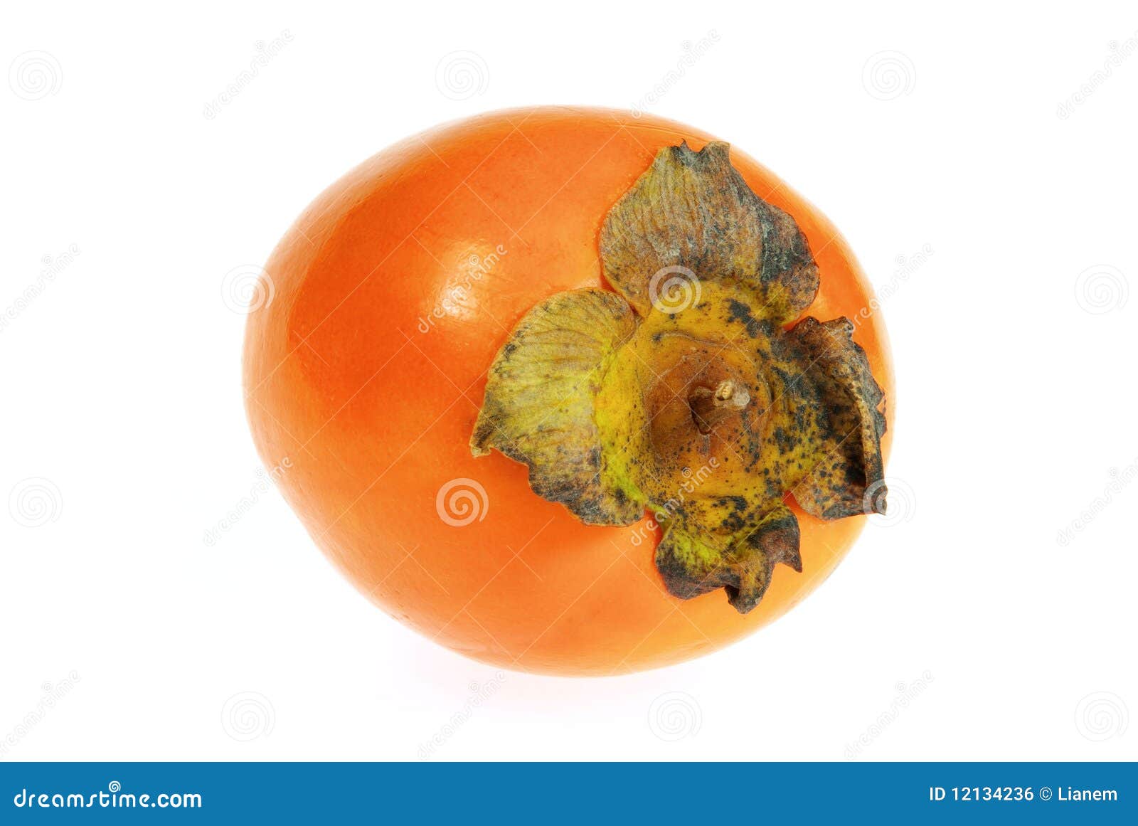 Japanese Persimmon Diospyros Kaki Asian Persimmon RoyaltyFree