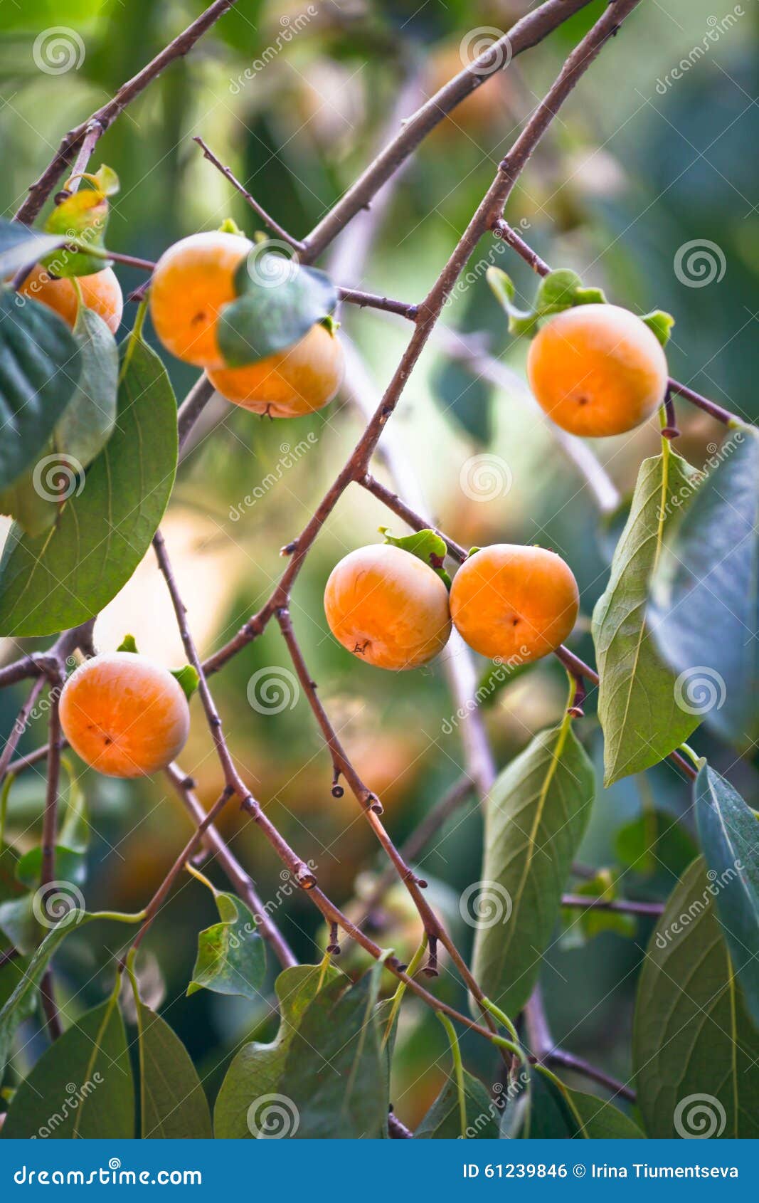 Japanese Persimmon Tree with Fruits. Stock Photo Image of food