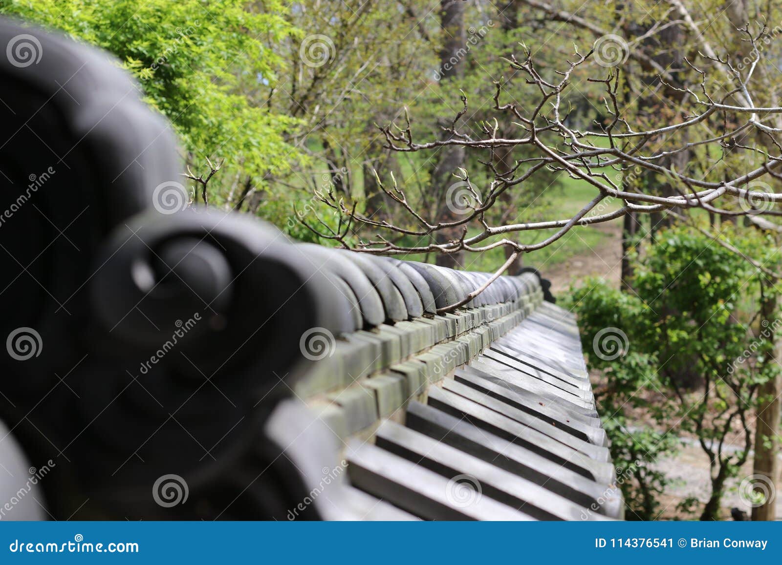 Japanese Pine Mist Garden Wall Stock Image Image Of Botanical