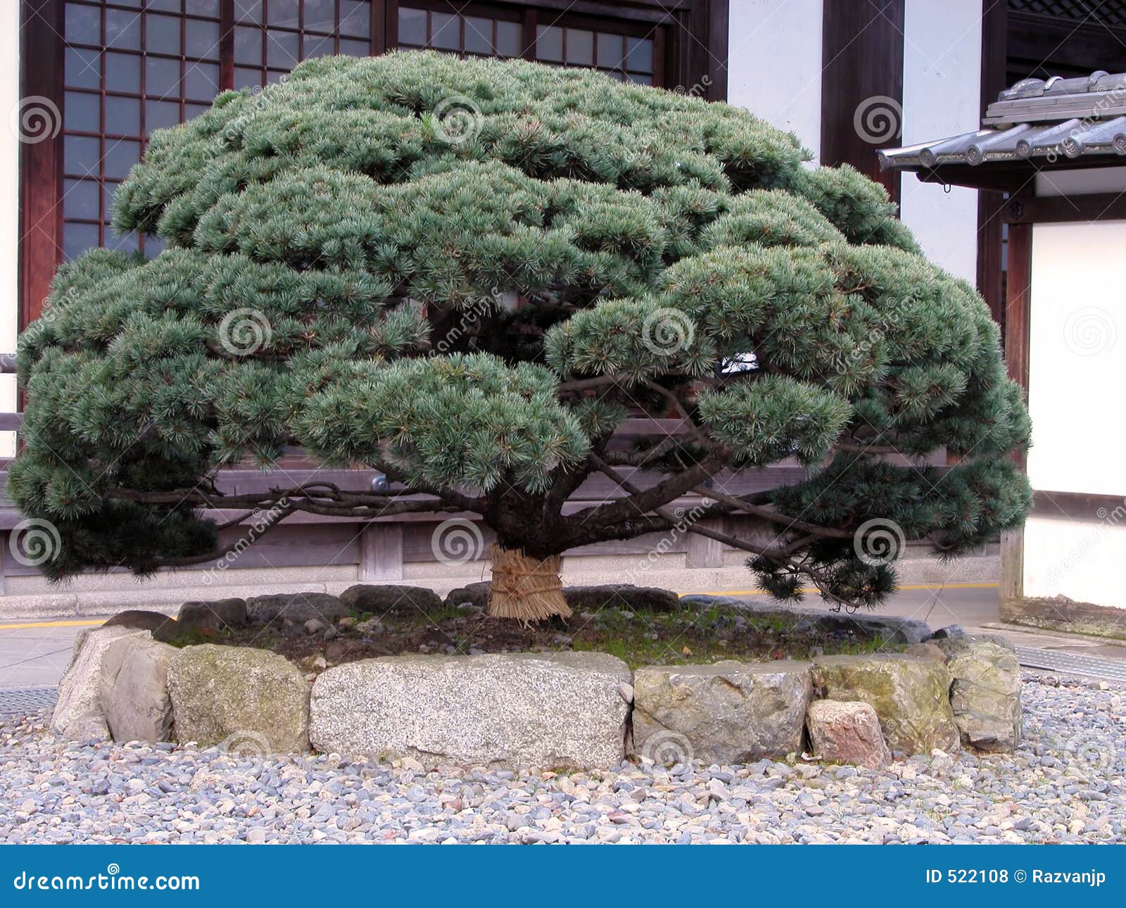 Japanese pine tree stock photo. Image of tradition, forest 522108