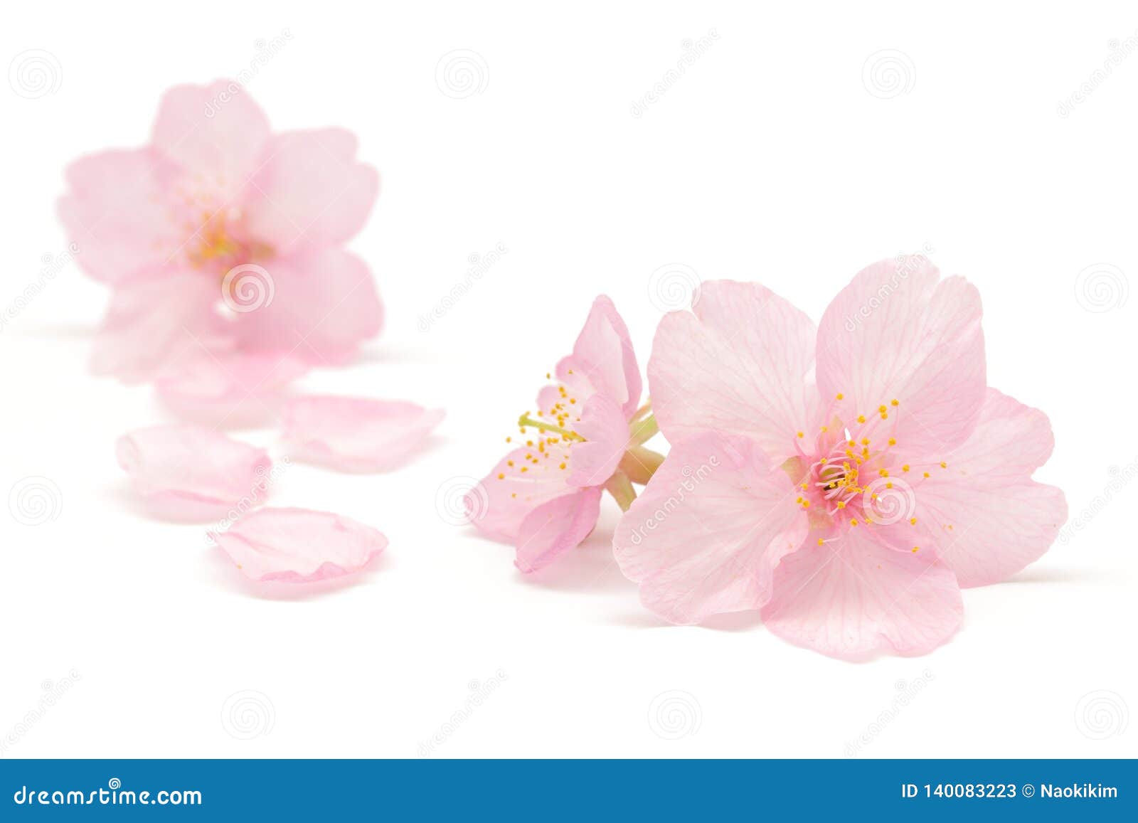 Japanese Pink Cherry Blossom on White Background Stock Image - Image of  close, japan: 140083223